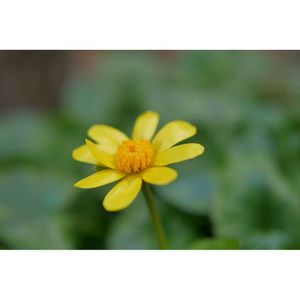 ヒメリュウキンカ,花のある暮らし,ミラーレス一眼,庭のある暮らし,庭の画像