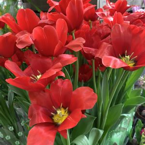 チューリップ,沖縄,今日のお花,お出かけ先の画像