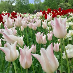 チューリップ,球根植物,今日のお花,２０２０年５月同期,お出かけ先の画像