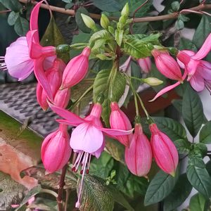 スイレン,スイレン,フクシア,フクシア,フクシアの画像