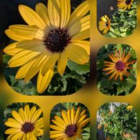 キク,ストック,バコパ,パンジー・ビオラ,オステオスペルマムの画像