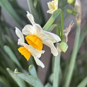 スイセン,水仙,花のある暮らしの画像
