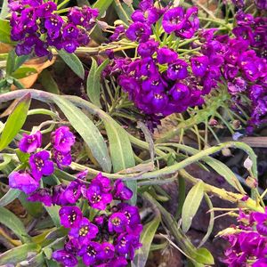 アリッサム,感謝,花のある暮らし,いつまでも,き　れ　い❤の画像