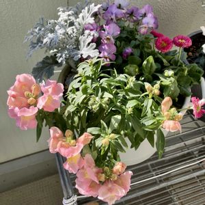 キンギョソウ　ポップアップ,寄せ植え,成長記録,ベランダの画像