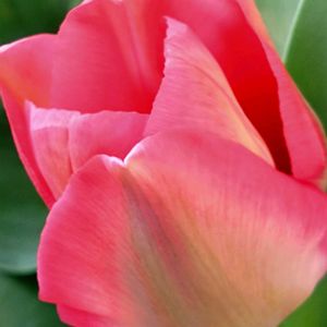 チューリップ,チューリップ,花のある暮らしの画像