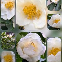 ツバキ,ネメシア,バラ,バラ,ラナンキュラスの画像