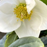 クリスマスローズ,クリスマスローズ ニゲル,スマホ撮影,ベテラン乙女倶楽部,花友さんに感謝♡の画像