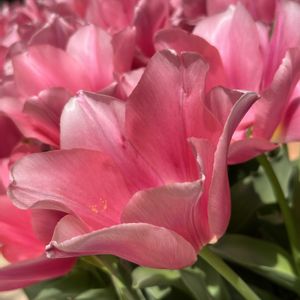 チューリップ,散歩,ピンクの花,花散歩,花のある暮らしの画像