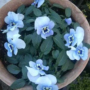 ビオラ　ペニーマリーナ,花のある暮らし,ヒゲおじさん,おうち園芸,Dear violetの画像