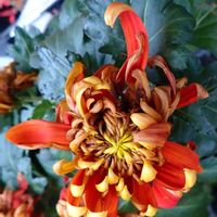 キク,鉢植えの画像