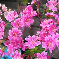 レウィシアの画像