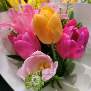 チューリップ,チューリップ,チューリップ,チューリップ,チューリップの画像