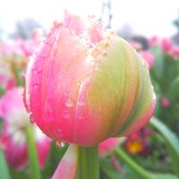 チューリップ,お花,今日の花, チューリップ,チューリップ♪の画像