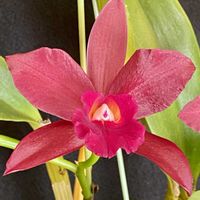 カトレア,品種名不明の画像