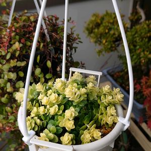 多肉植物,観葉植物,塊根植物,花,斑入り見つけ隊♪の画像