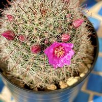 サボテン,金盛丸,月影丸,良い一日を…,その他エクステリアの画像