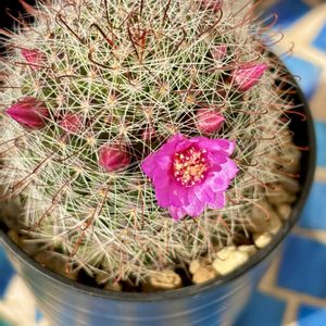 サボテン,金盛丸,月影丸,良い一日を…,その他エクステリアの画像