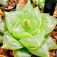 ハオルチア,多肉植物,多肉大好き,サボテン科,珍奇植物の画像