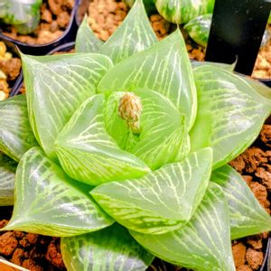 ハオルチア,多肉植物,多肉大好き,サボテン科,珍奇植物の画像