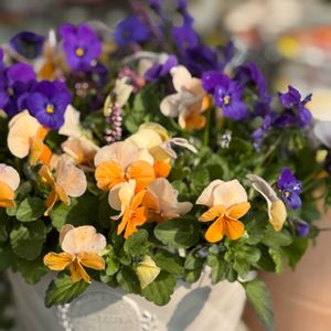 ビオラ,ヨーロッパ,スミレ科,スミレ属,violaの画像