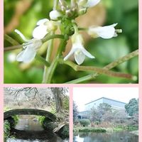 タネツケバナ,お出かけ先の画像