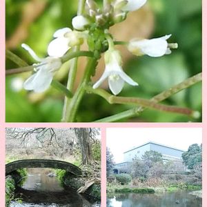 タネツケバナ,お出かけ先の画像