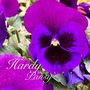 パンジー,ビオラ,サンシキスミレ,花のある暮らし,緑のある暮らしの画像