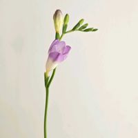 フリージア,フリージア エアリーフローラ,一人一花,一人一花運動@福岡市,ハナノヒの画像