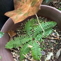 シダ,ハッカクレン,ハッカクレン,シシガシラ,小さな庭の画像