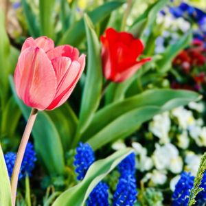 チューリップ,チューリップ,原種チューリップ,北アルプス遠望,花のある暮らしの画像