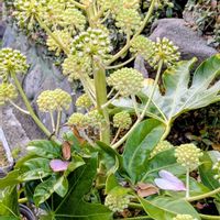 ヤツデ,八手(やつで),ヤツデのつぼみ,つぶつぶの画像