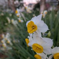 スイセンの画像