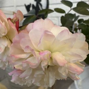 フロックス,ミニバラ・グリーンアイス,八重咲きストック,名無しのビオラ,オキザリス パーシーカラーの画像