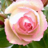 バラ,ストロベリーアイス,ばら バラ 薔薇,せんだい農業園芸センター,水曜ローズショーの画像