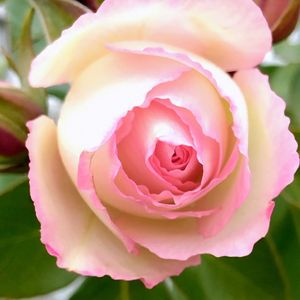 バラ,ストロベリーアイス,ばら バラ 薔薇,せんだい農業園芸センター,水曜ローズショーの画像