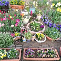 チューリップ,乙女心,ガーデニング,我が家の花壇,ピンクの花の画像