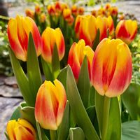 チューリップ,チューリップ,山野草,ビタミンカラー,実家の庭の画像