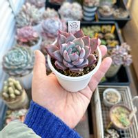 エケベリア,多肉植物,cocotto77_中里リンゼアナ×コロラータルーフ成長記録,リビング・ダイニングの画像