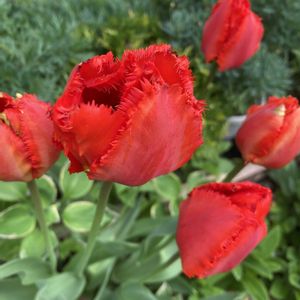 チューリップ,花壇,花が好き,寒冷地,花が好きな人と繋がりたいの画像