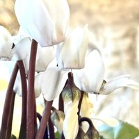 ガーデンシクラメン,季節を楽しむ,寒さに負けるな♡,14日は石の日,白い水曜日♡の画像