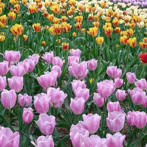 チューリップ,ブラキカム,京都府立植物園,ベランダガーデニング,ひたち海浜公園の画像