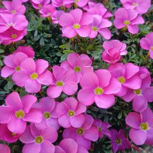 アリッサム,アリッサム,スターチス,スターチス,オキザリス 桃の輝きの画像