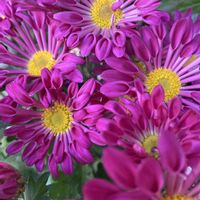 寄植え,ハンギング,小さな庭,玄関アプローチ,庭の画像