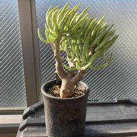 チレコドン ハリー,多肉植物,塊根植物,ベランダー,チレコドン属の画像