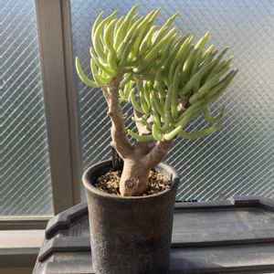 チレコドン ハリー,多肉植物,塊根植物,ベランダー,チレコドン属の画像