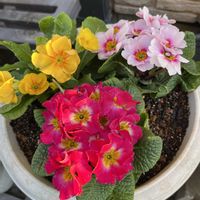 クリスマスローズ,エケベリア,プリムラ　ジュリアン,プリーツレタス,ネコ好きの画像