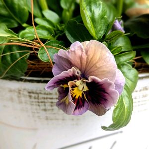 いつもありがとう♡,スマホ撮影,お花のある暮らし,お花は癒し,パンビオの画像