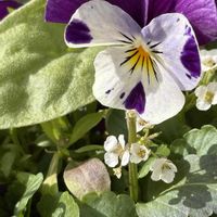 ベテラン乙女倶楽部,玄関アプローチの画像