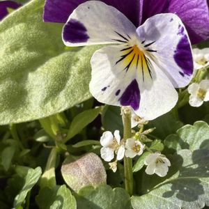 ベテラン乙女倶楽部,玄関アプローチの画像