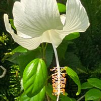 ハイビスカス,ハイビスカス ホワイトバタフライ,季節の花,咲くやこの花館,季節の風物詩の画像